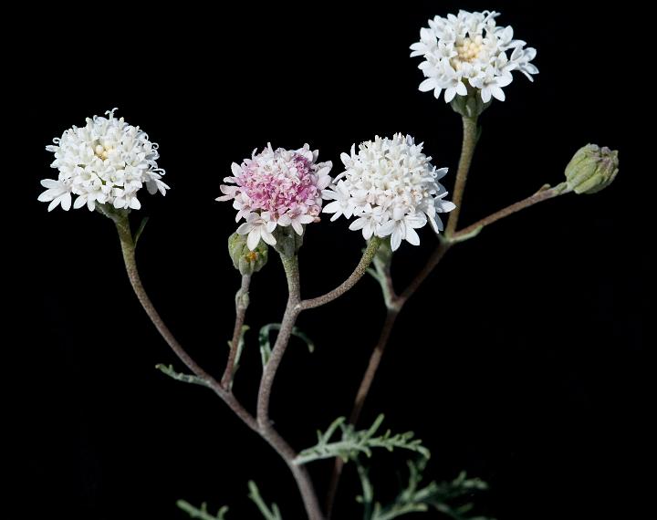 Dusty Maiden, Chaenactis fremontii.jpg - Copyright 2010 DonJacobson